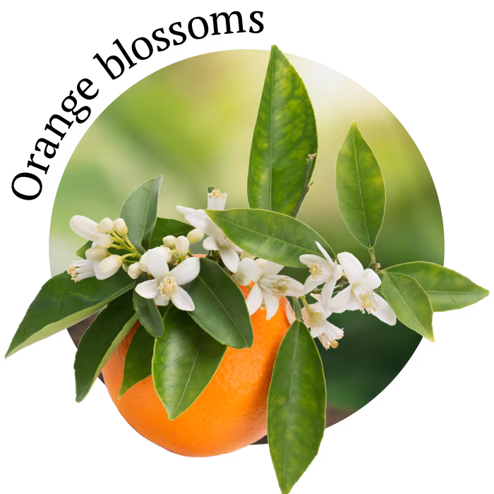 Botanical