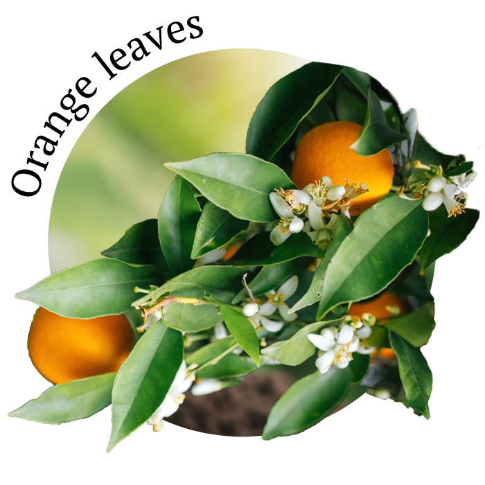 Botanical
