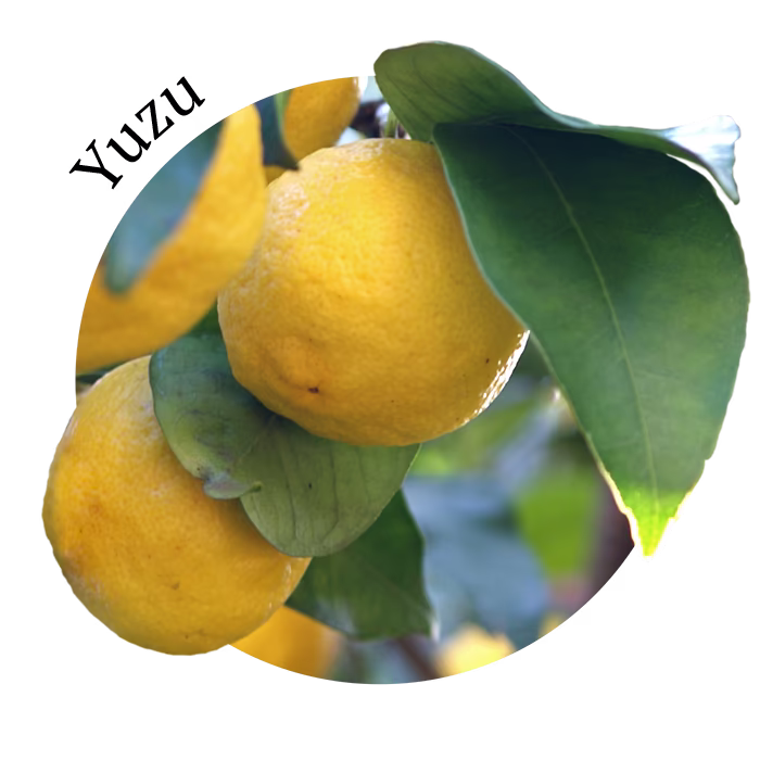 Botanical